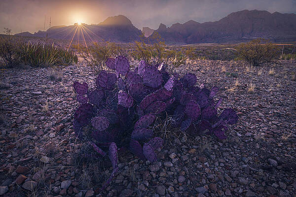 Wall Art featuring the photograph Desert Dweller by Slow Fuse Photography