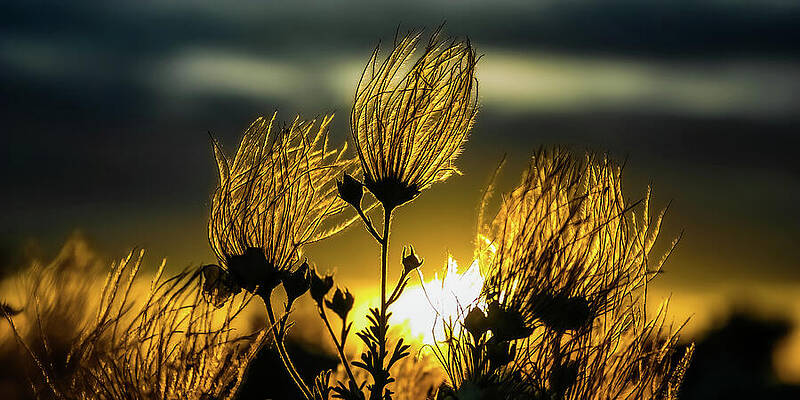 Desert Photograph - Desert Flowers At Sunset New Mexico by Tommy Farnsworth