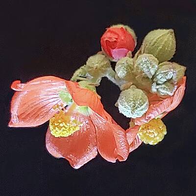 Green Photograph - Desert Globemallow by Joy Garso