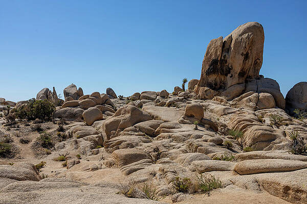 California Photograph - Desert Landscape At Joshua Tree National Park 2 by John Twynam