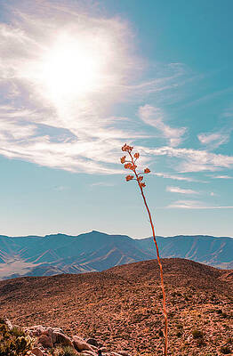 Summer Wall Art featuring the photograph Desert Life, Anza-Borrego Desert, California by Shannon Williams