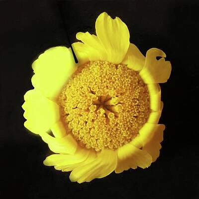 Wildflower Photograph - Desert Marigold Blooming by Joy Garso
