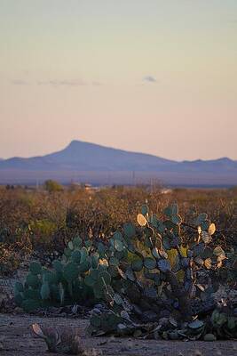 Desert Morning by Alden White Ballard