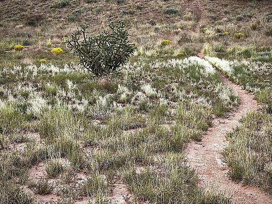 Desert Path with Cactus Wall Art