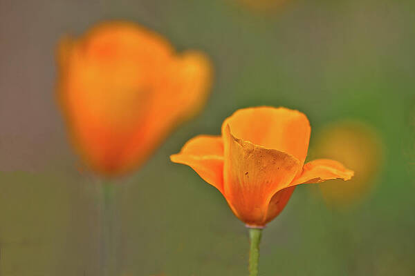 Arizona Photograph - Desert Poppies by Bob Falcone