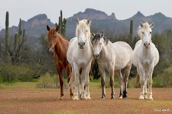 Wild Horses in the Desert Photograph