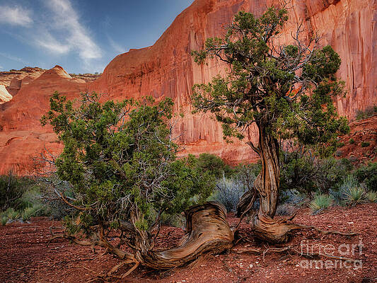 Twisted Trees in Desert Landscape Photograph