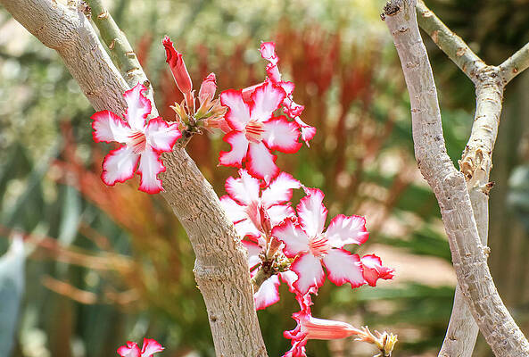 Desert Wall Art featuring the photograph Desert Rose by Dawn Richards