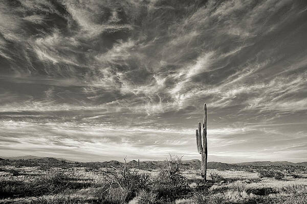 Arizona Photograph - Desert Serenity by Bob Falcone