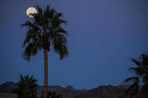 Tree Photograph - Desert Snow Full Moon Rise, Palm Tree Silhouette by Bonnie Colgan
