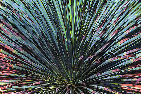 Beautiful Photograph - Desert Spoon Plant, Arizona by Abbie Warnock
