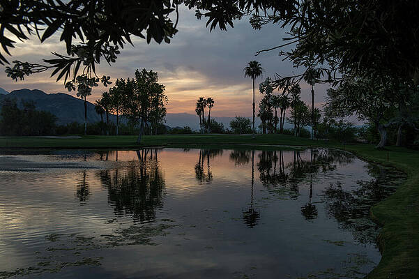 Wall Art featuring the photograph Palm Desert Twilight by Bonnie Colgan