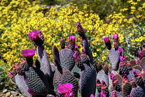 California Wall Art featuring the photograph Desert Wildflowers by Diane Moller