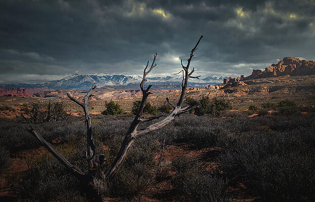 Desolate Desert Landscape Print
