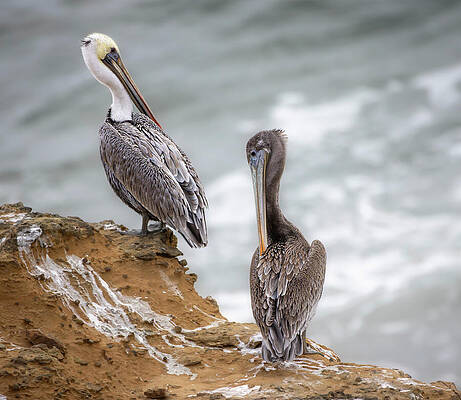 Two Pelicans by the Shore Wall Art