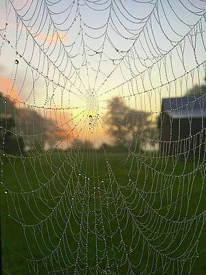 Natural Photograph - Dew-Covered Spider Web by Greg Lane