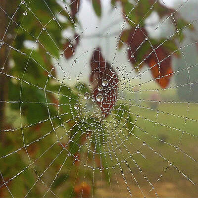 Natural Photograph - Dew-Drenched Spider Web by Greg Lane
