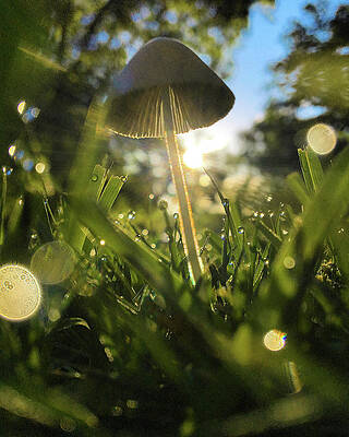 Natural Photograph - Dew Drops And Mushrooms by Greg Lane