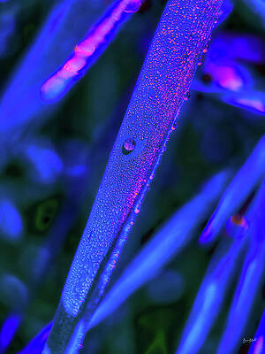 Dew Drops on Vibrant Blade Digital Art