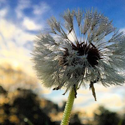 Love Photograph - Dewdrop Dandelion by Greg Lane