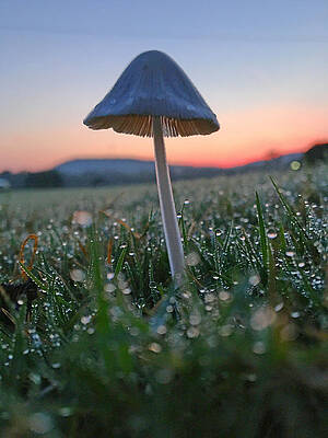 Beautiful Wall Art featuring the photograph Dewdrop Mushroom by Greg Lane