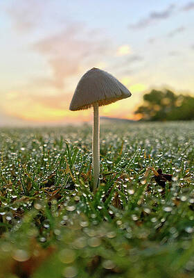 Color Photograph - Dewdrops On Mushrooms by Greg Lane
