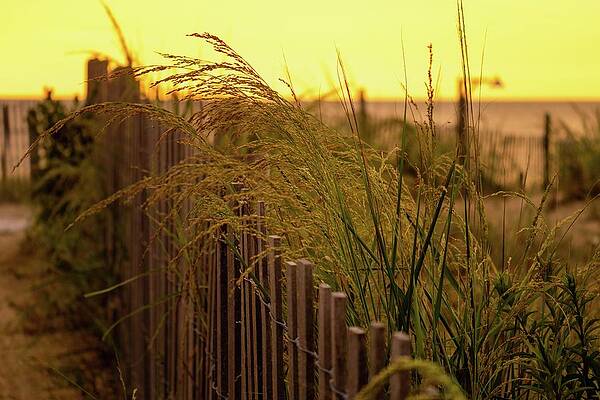 Sunrise Wall Art featuring the photograph Dewey Beach Sunrise Beach Flora by Jason Fink