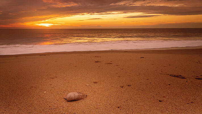 Sunrise Wall Art featuring the photograph Dewey Beach Sunrise, Sand And Shells by Jason Fink