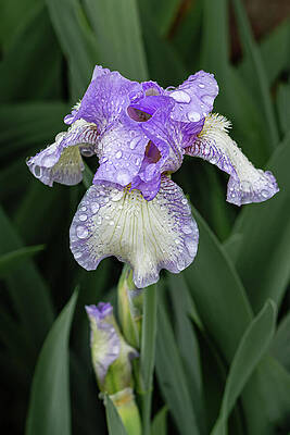 Dewy Purple Iris Bloom Wall Art
