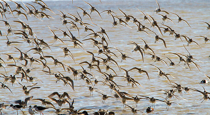 Water Wall Art featuring the photograph Diagonal Takeoff by Jean Noren