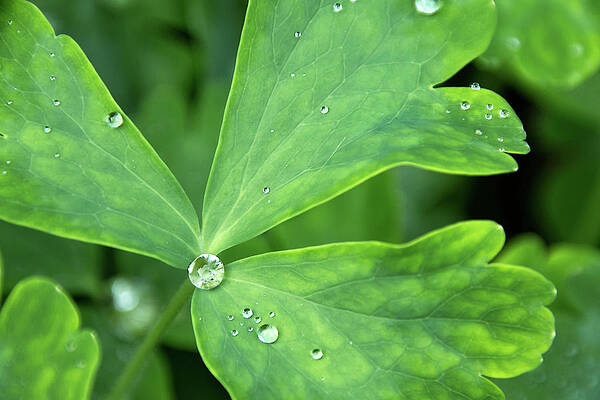 Wall Art featuring the photograph Diamond Dew Drop by Lisa Chorny