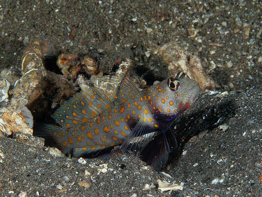 Fish Photograph - Orange Spotted Goby by Brian Weber