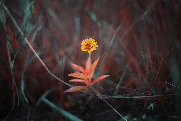 Wall Art featuring the photograph Diamond In The Rough by Gian Smith