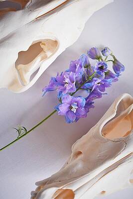 Wall Art featuring the photograph Dichotomy #2 by Alden White Ballard