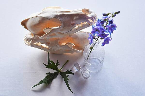 Wall Art featuring the photograph Dichotomy #3 by Alden White Ballard