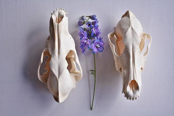 Wall Art featuring the photograph Dichotomy by Alden Ballard