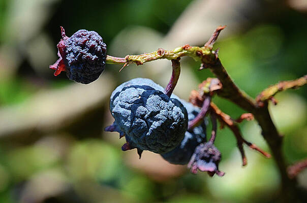 Wall Art featuring the photograph Dried On The Vine by Steven Nelson