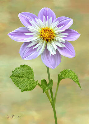 Photograph - Digital Painted Of A Tree Dahlia by Sue Leonard