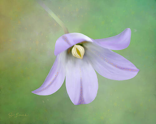 Photograph - Digitally Painted Austral Bluebell by Sue Leonard