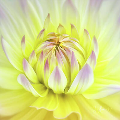 Flower Wall Art featuring the photograph Digitally Painted Dahlia by Sue Leonard