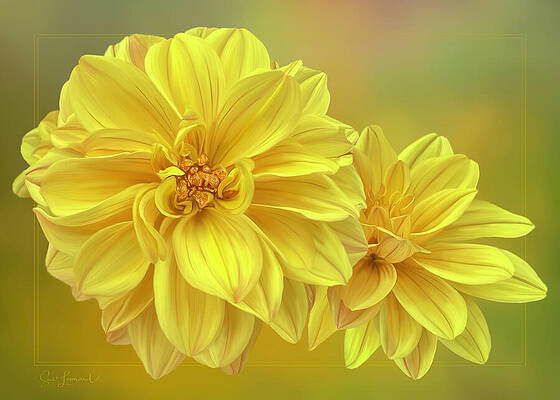 Photograph - Digitally Painted Dahlia With Gold Affect Centre by Sue Leonard