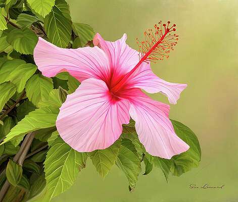 Flower Wall Art featuring the photograph Digitally Painted Hibiscus Flower. by Sue Leonard