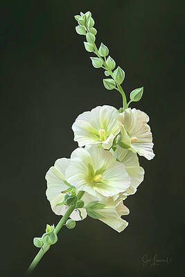 Flower Wall Art featuring the photograph Digitally Painted Hollyhocks by Sue Leonard
