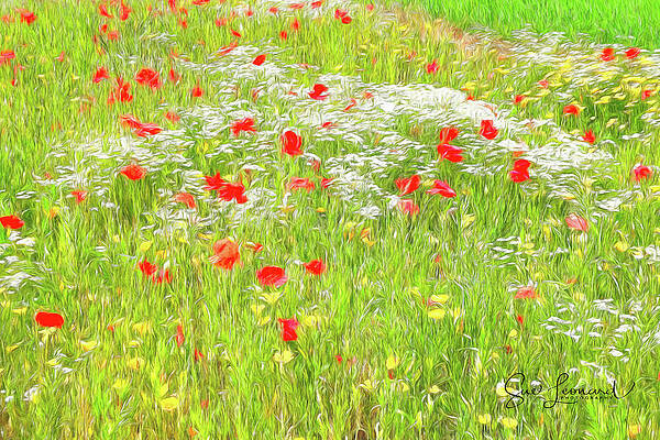 Digitally Painted Poppy field by Sue Leonard