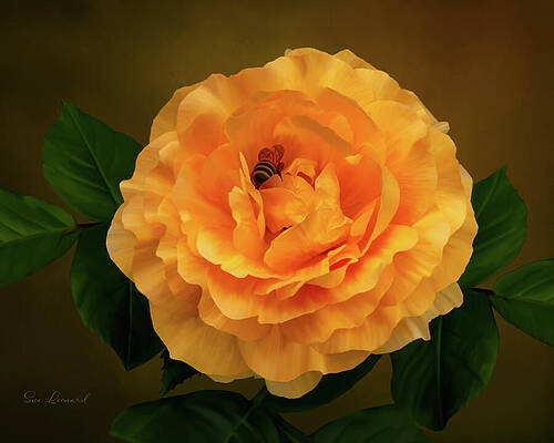 Photograph - Digitally Painted Rose And Bee by Sue Leonard