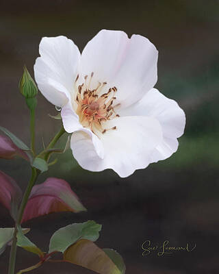 Digitally painted wild Rose by Sue Leonard