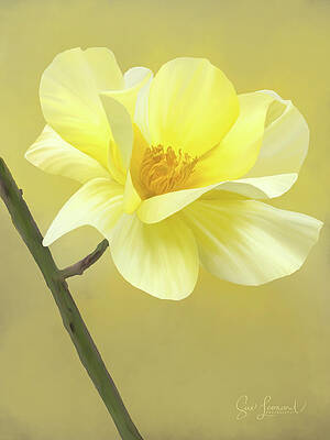 Photograph - Digitally Painted Yellow Rose by Sue Leonard