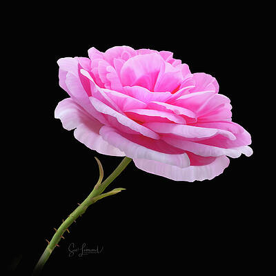 Flower Wall Art featuring the photograph Digititally Painted Pink Rose by Sue Leonard