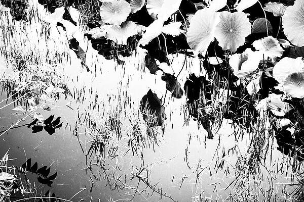 Wall Art featuring the photograph Dimensions by Mia Badenhorst