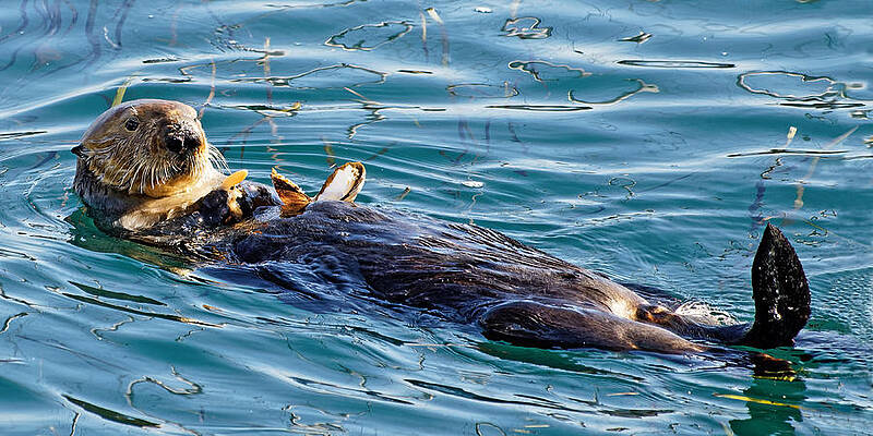 Marine Wall Art featuring the photograph Dining Al Fresco - Sea Otter by KJ Swan